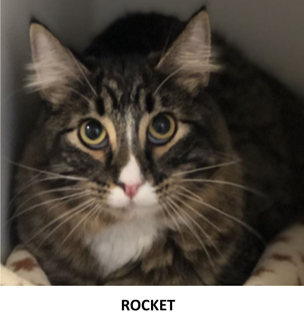 Nonpareil pet pic Rocket 8-1-2020.jpg